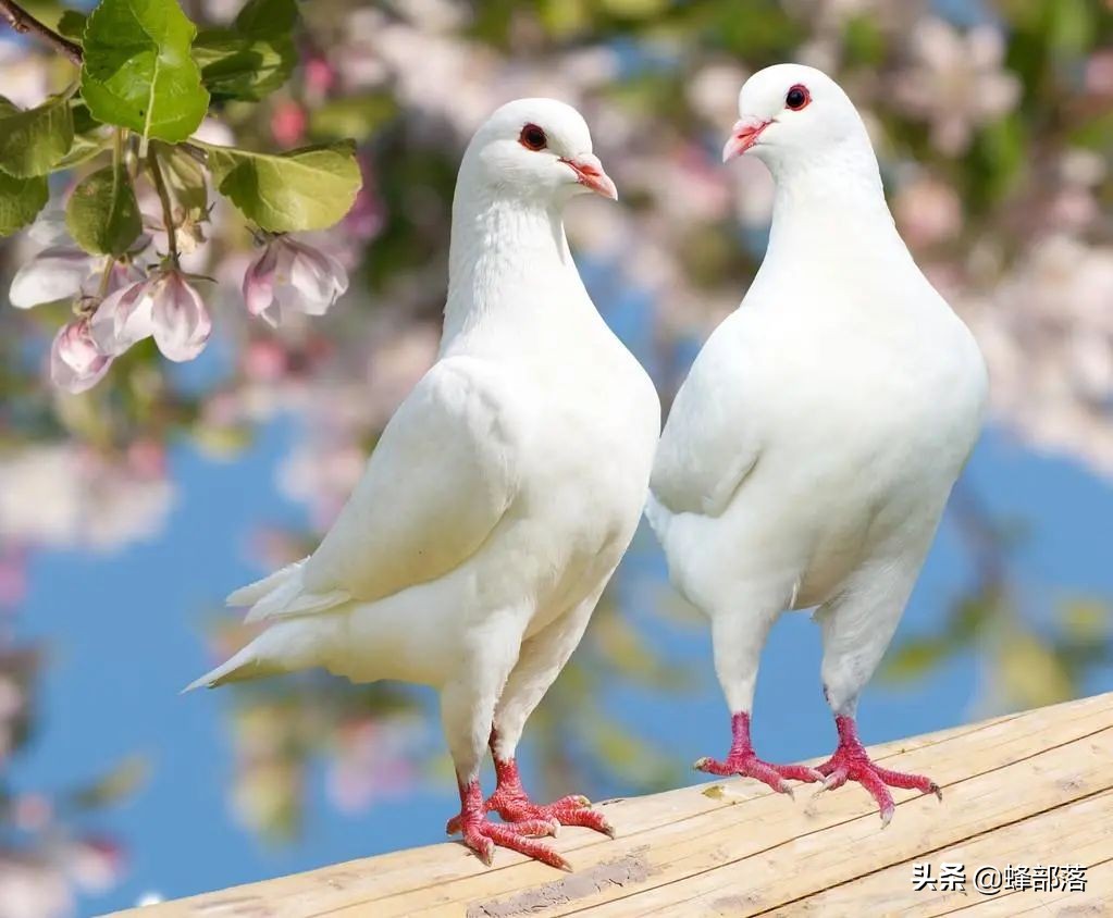 2020最赚钱的养殖行业是什么,2021年农业养殖致富项目