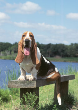 名犬排行榜杜宾,名犬排行榜捷克狼犬