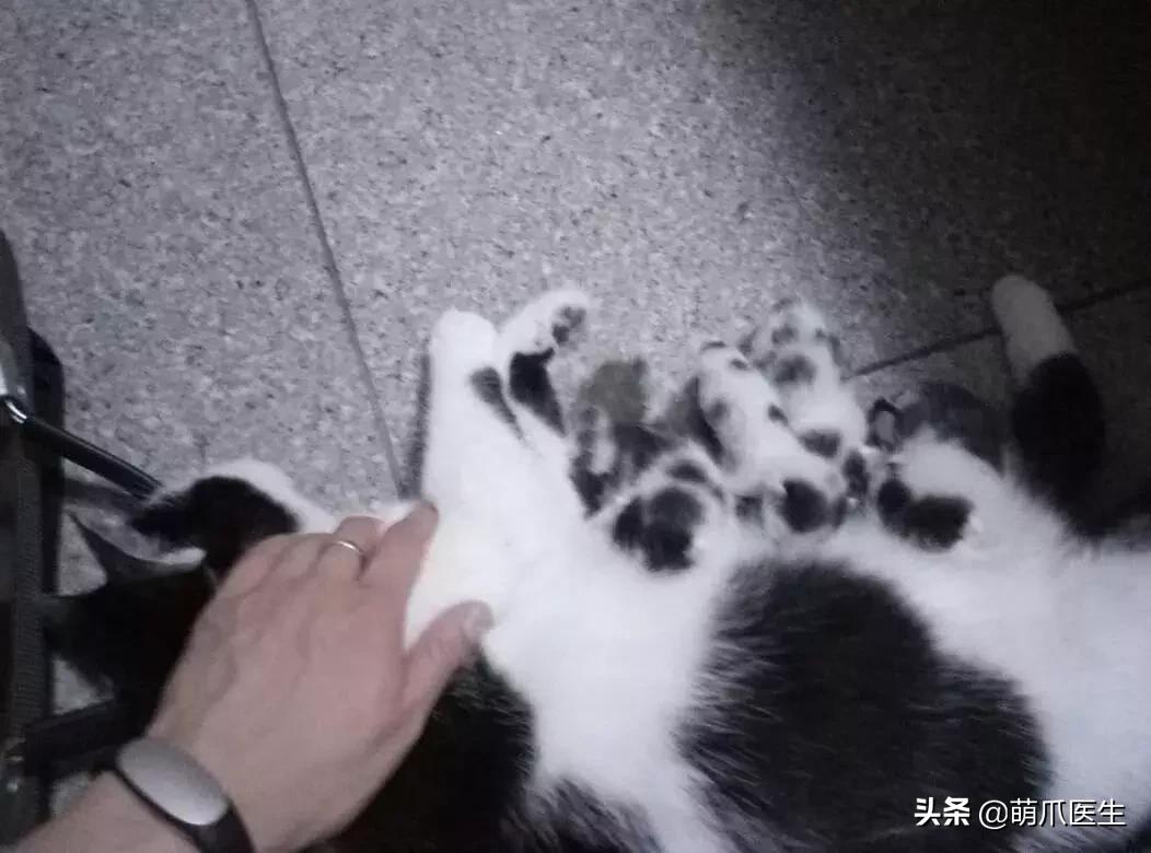 领养一只猫真的很难吗,领养很难