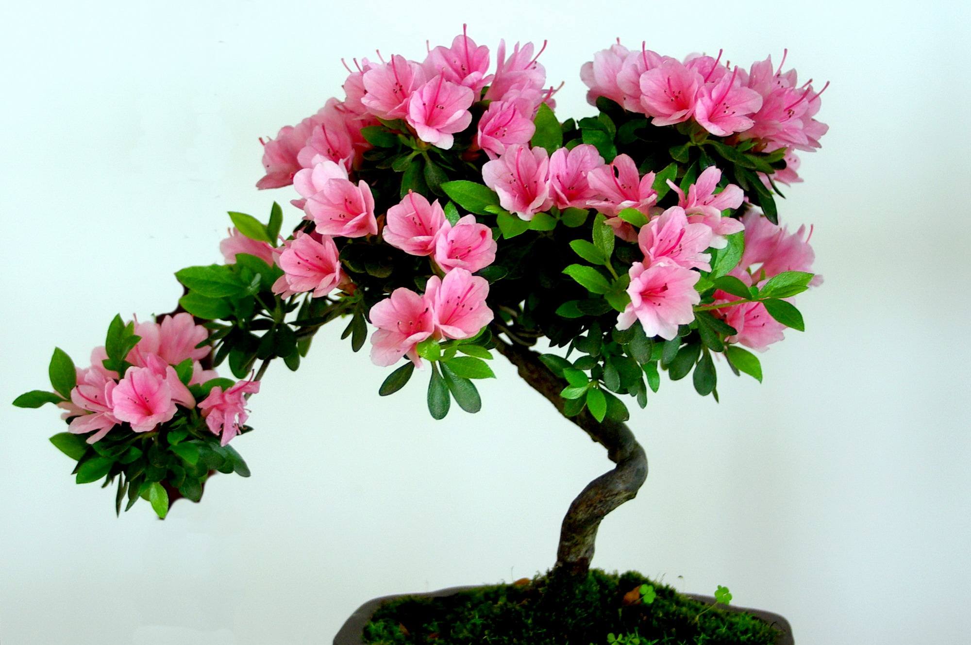 猫咪家庭不能养的植物,猫咪绝对不能碰的5种植物