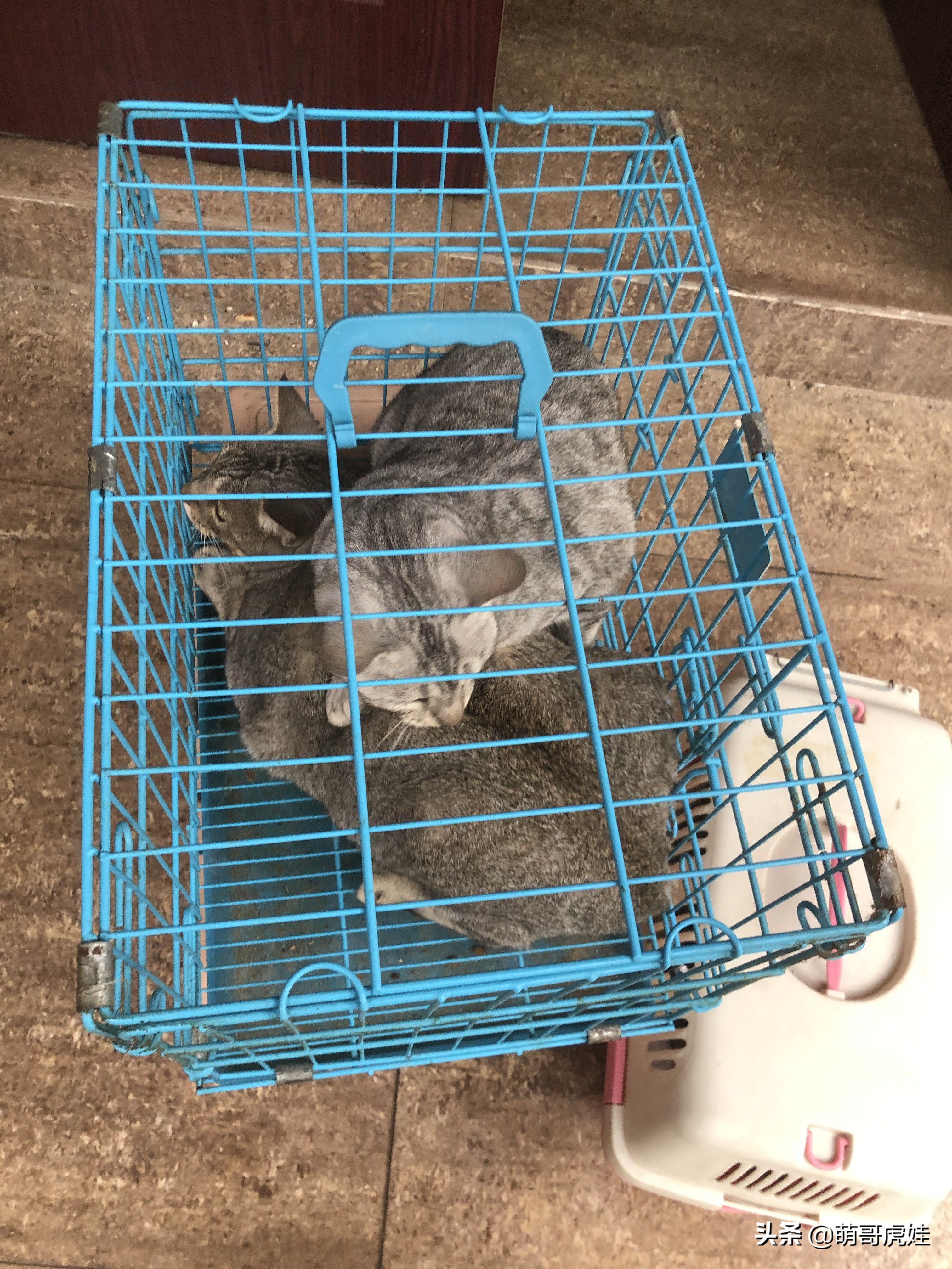 铲屎官被一群喵星人包围了,铲屎官给猫咪布置房间超萌