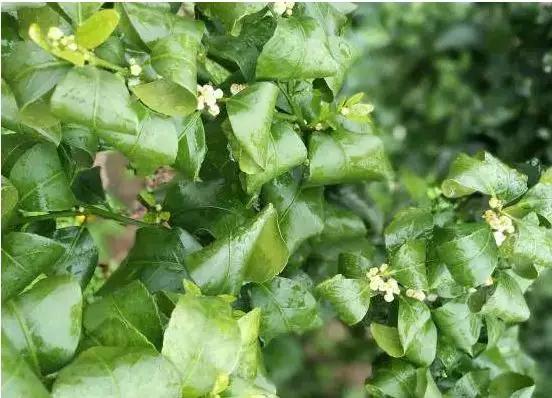 根结线虫病害及治疗方法,根结线虫危害全过程