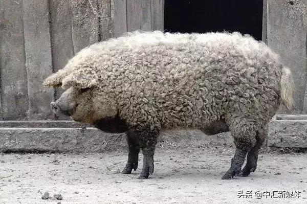 名猪大集合，看看你认识几个？