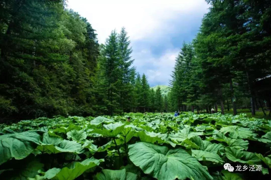 后来的我们，相遇在泾源