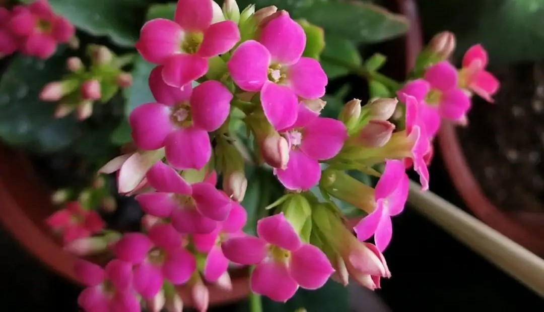 长寿花单瓣品种大全,长寿花100种颜色图片