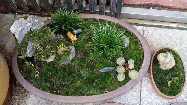 想要盆栽长得好怎么养,想养盆景先养什么品种