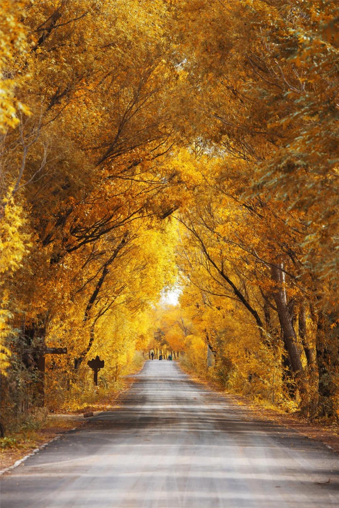 哪些羊肉入选过国宴,宁夏国宴羊肉是什么羊