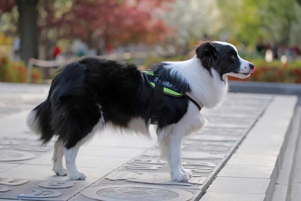 狗狗秋季掉毛严重什么原因,狗狗掉毛程度排行榜