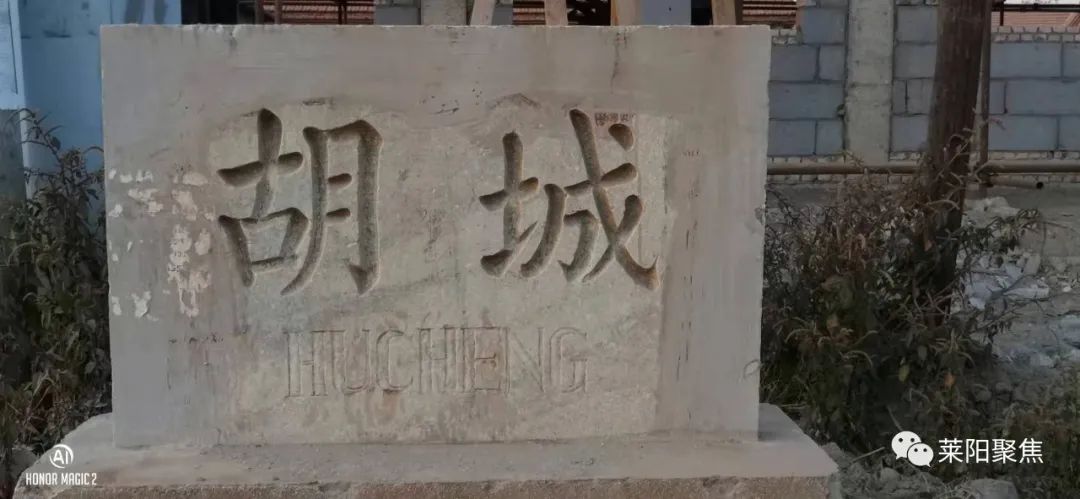 莱阳市胡城,莱阳胡城沙参