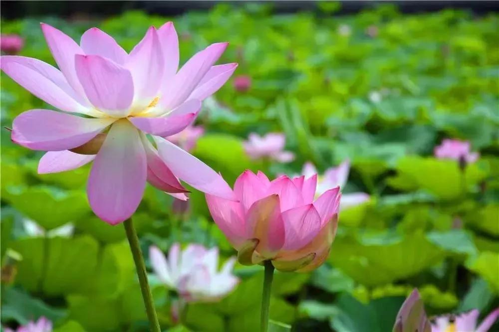 夏季最美荷花在哪里,山东最漂亮的荷花