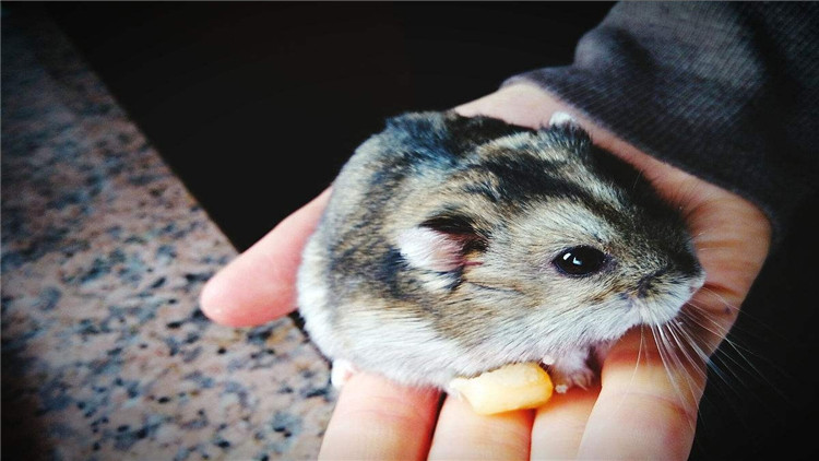 龙猫咬笼,龙猫抓耗子是真的吗