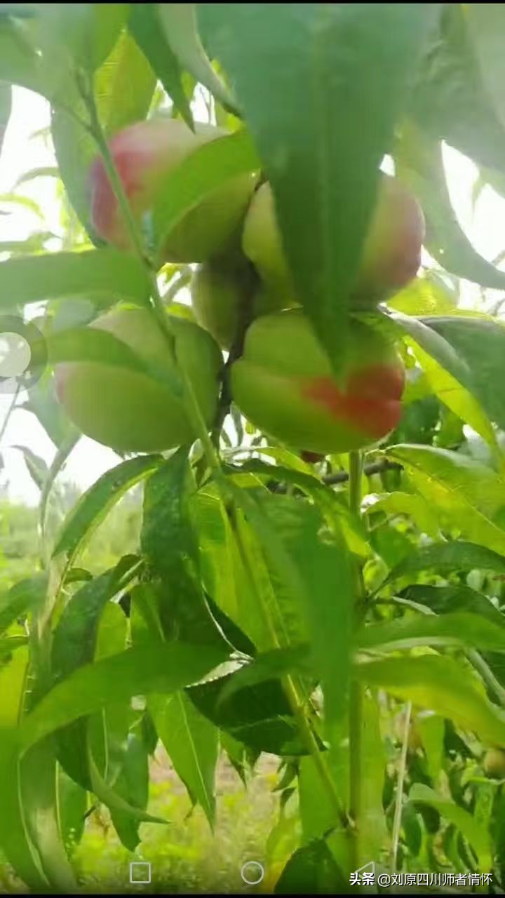 千字文第三十九章朗读,千字文第二十四段朗读