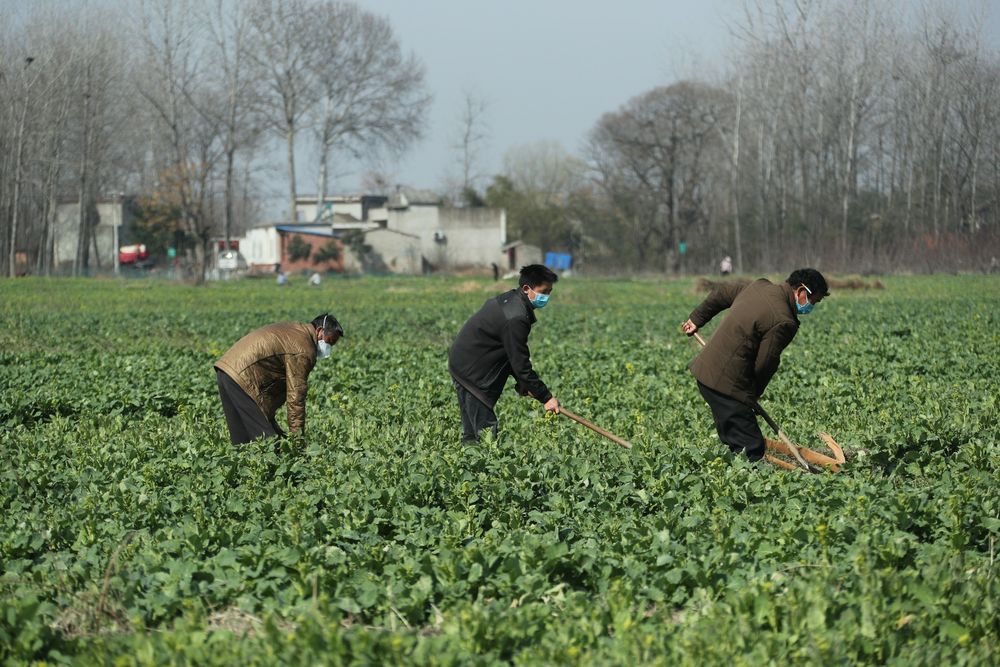 春风吹放映山红——河南信阳统筹打赢疫情防控和脱贫攻坚两场“硬仗”走笔