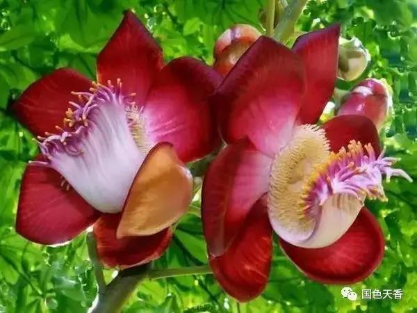 菩提花开观自在,菩提花开见性成佛