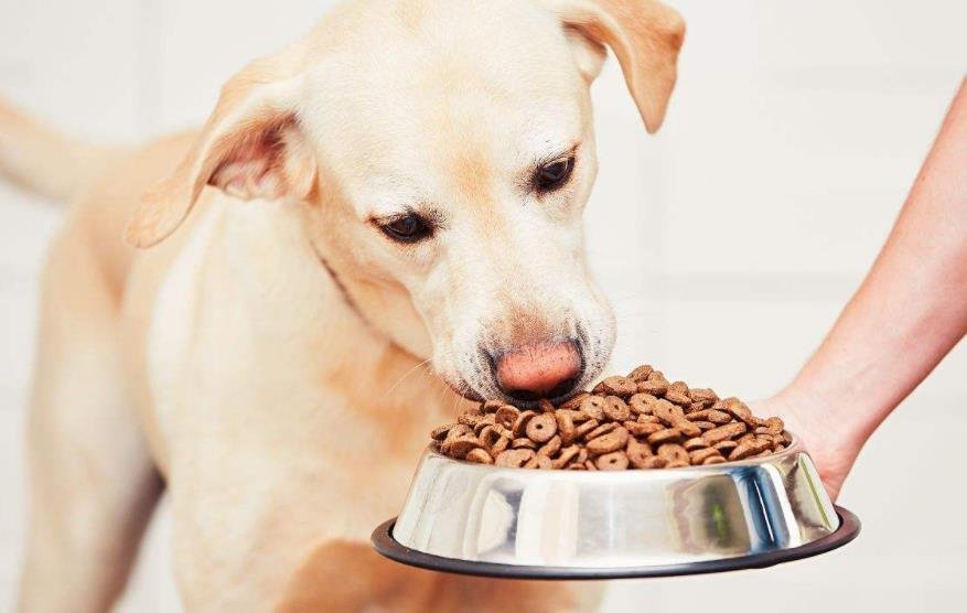 狗狗呕吐吐出血是什么原因,狗狗呕吐拉稀喝水也吐怎么回事