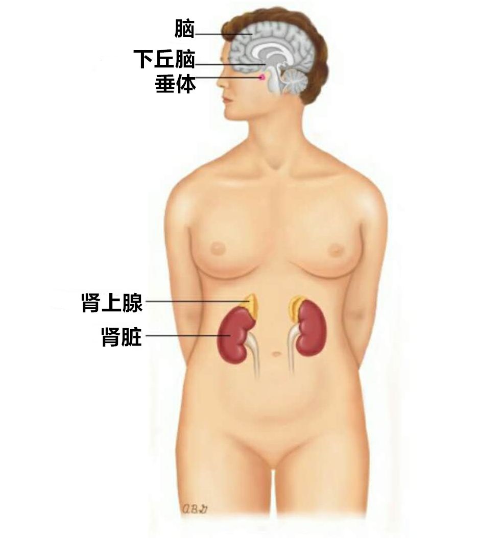 降尿蛋白的药能降肌酐吗,中成药降肌酐尿蛋白可靠吗