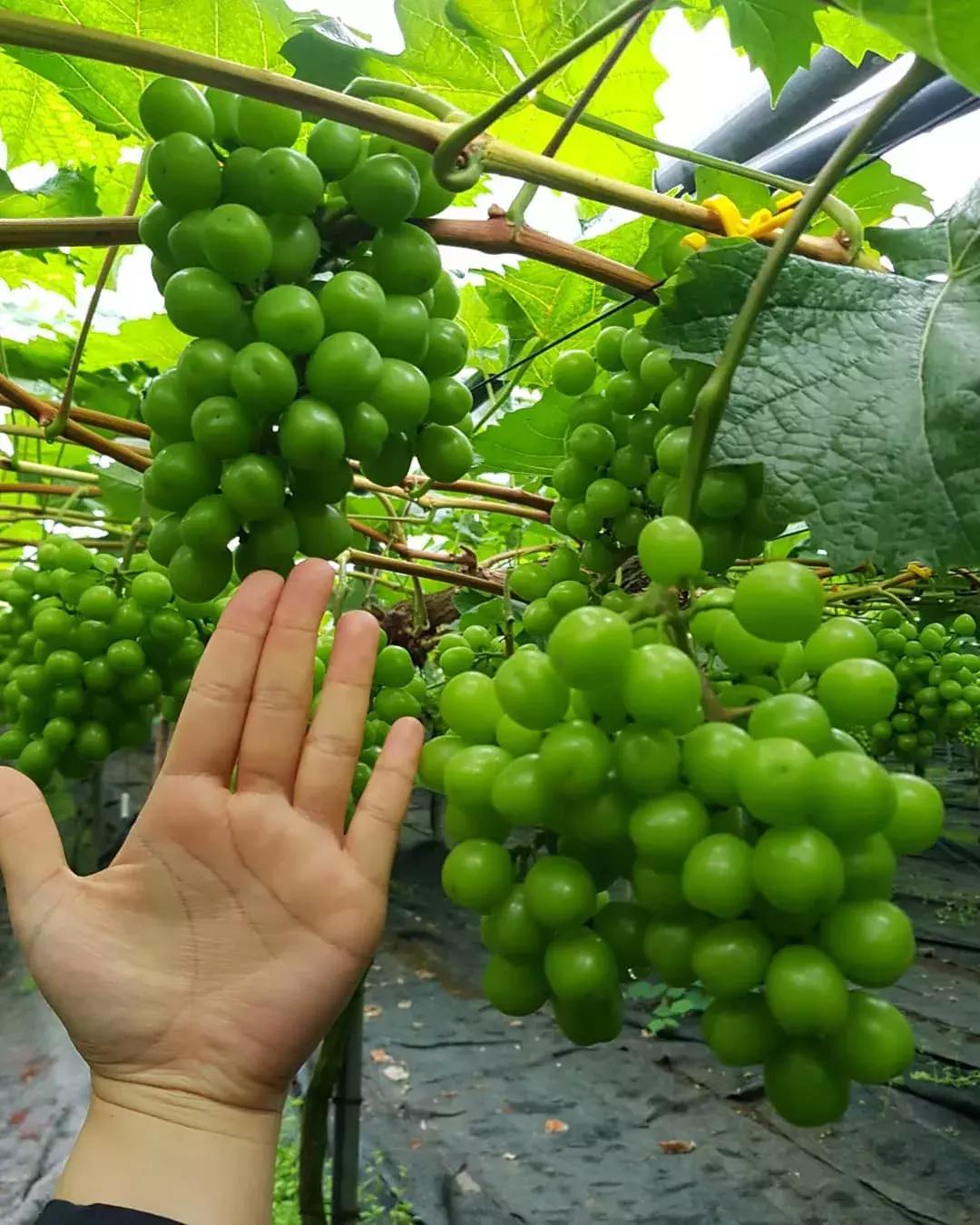 吃一口得花一个月工资？这种隐形炫富潮流值得追吗？