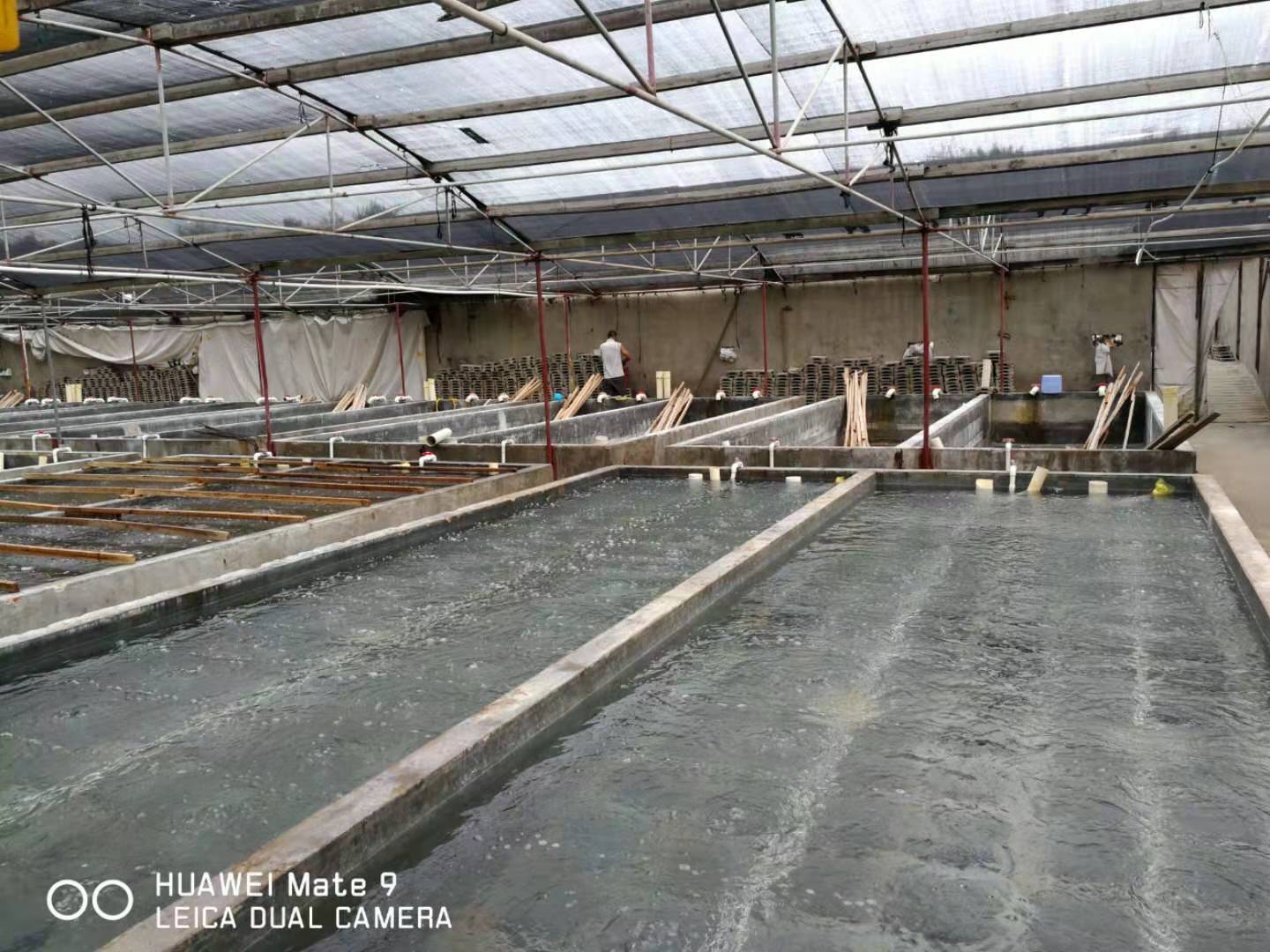 辽参新突破:从大连到福州的“北苗南养”工程由这个单位领衔实施