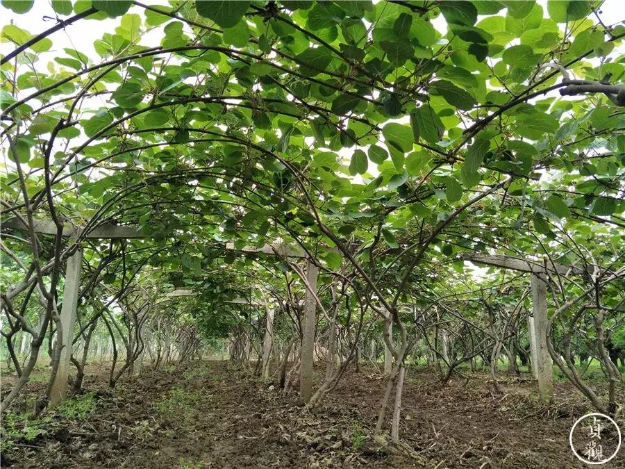 陕西周至猕猴桃哪家好,周至县猕猴桃和眉县猕猴桃