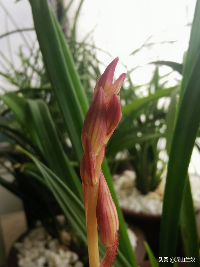 兰花带花芽翻盆后如何养不会消苞,兰花发花芽阶段怎样养护和管理