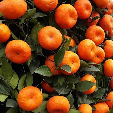 全部金木水火土五行五系植物介绍,五种植物代表五行