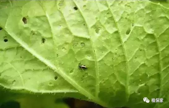 跳甲什么时间打效果好,什么时候可以杀跳甲