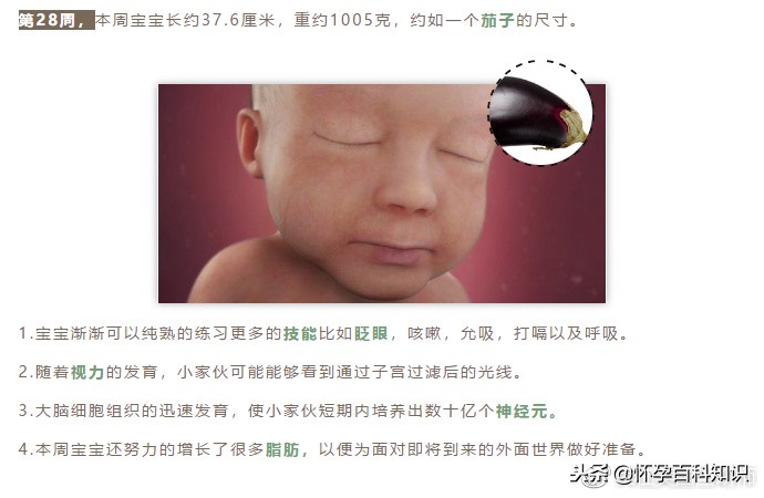 怀孕各个时期胎儿发育过程,怀孕的过程要几天