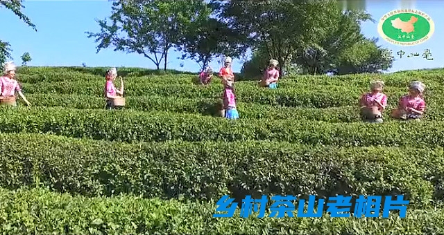 老魏茶叶,茶叶哥老邹