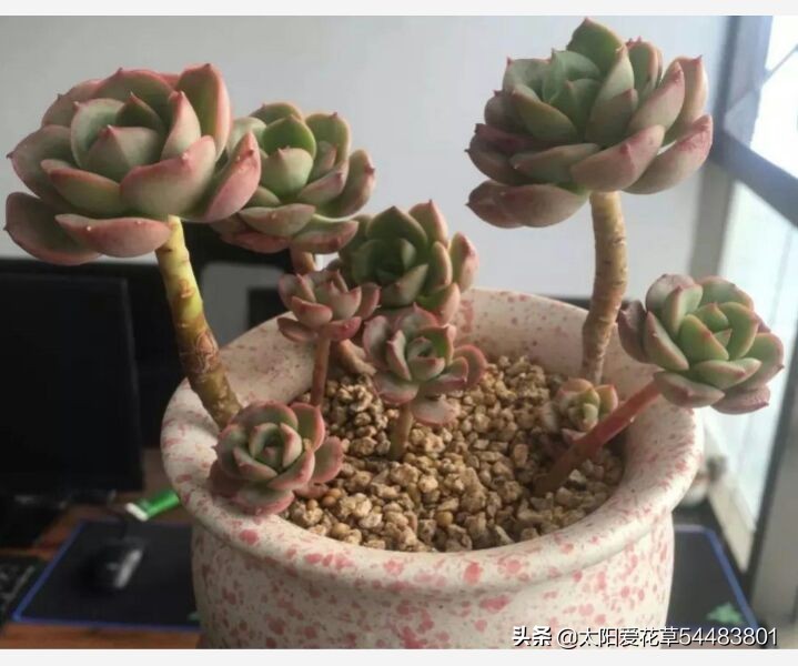 多肉冻伤叶片全部化水了怎么补救,多肉为什么夏天黑根了还能活