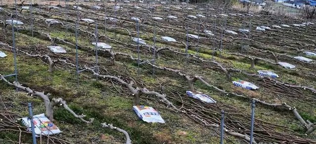 无花果育苗剪枝工艺流程,无花果的整枝技术