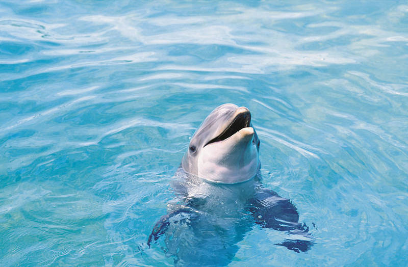 盘点动物界的奇葩恋爱,动物界的奇葩配偶方式