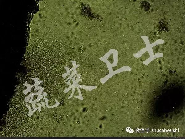 番茄细菌性斑点特别严重怎么办,番茄细菌性髓部坏死病和溃疡病