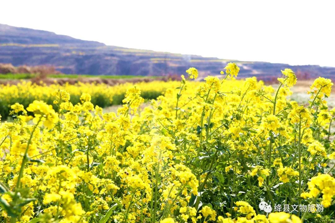 美丽乡村百花开,美丽乡村百花节