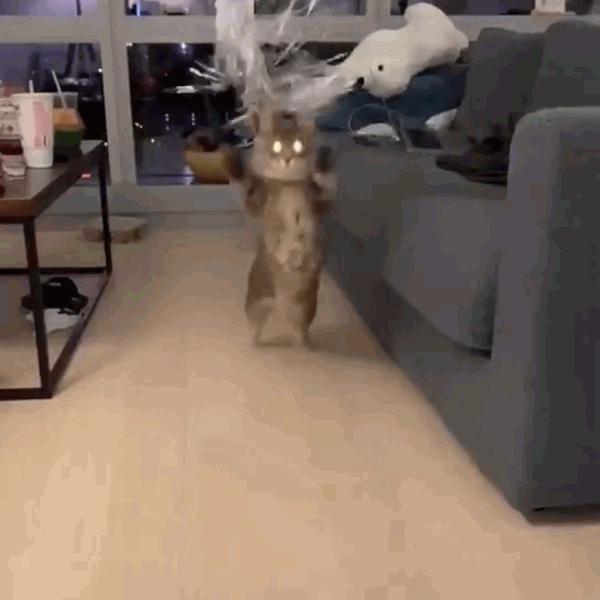 猫咪饲养管理现状,猫和老鼠猫咪现状