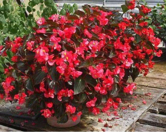 13种有毒的盆栽花卉有哪些,十种有毒的花卉有哪些