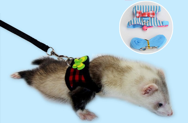 黄鼠狼黄大仙的视频,黄鼠狼捕捉黄大仙