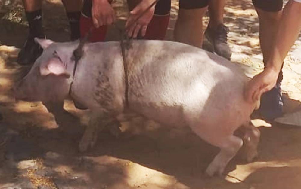 五大联赛停摆冠军是谁,小罗退出五大联赛的原因