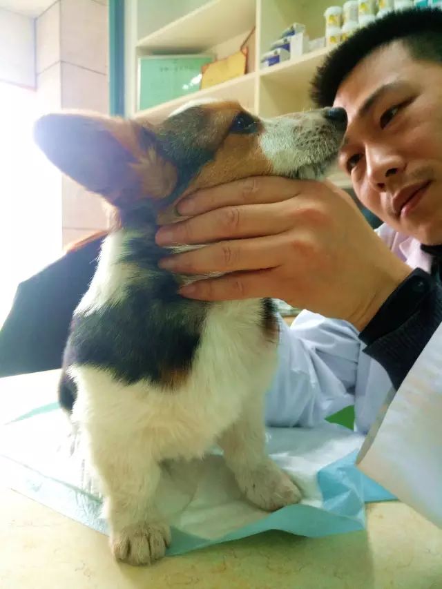 柯基生病了吃什么可以好,柯基幼犬生病了怎么办