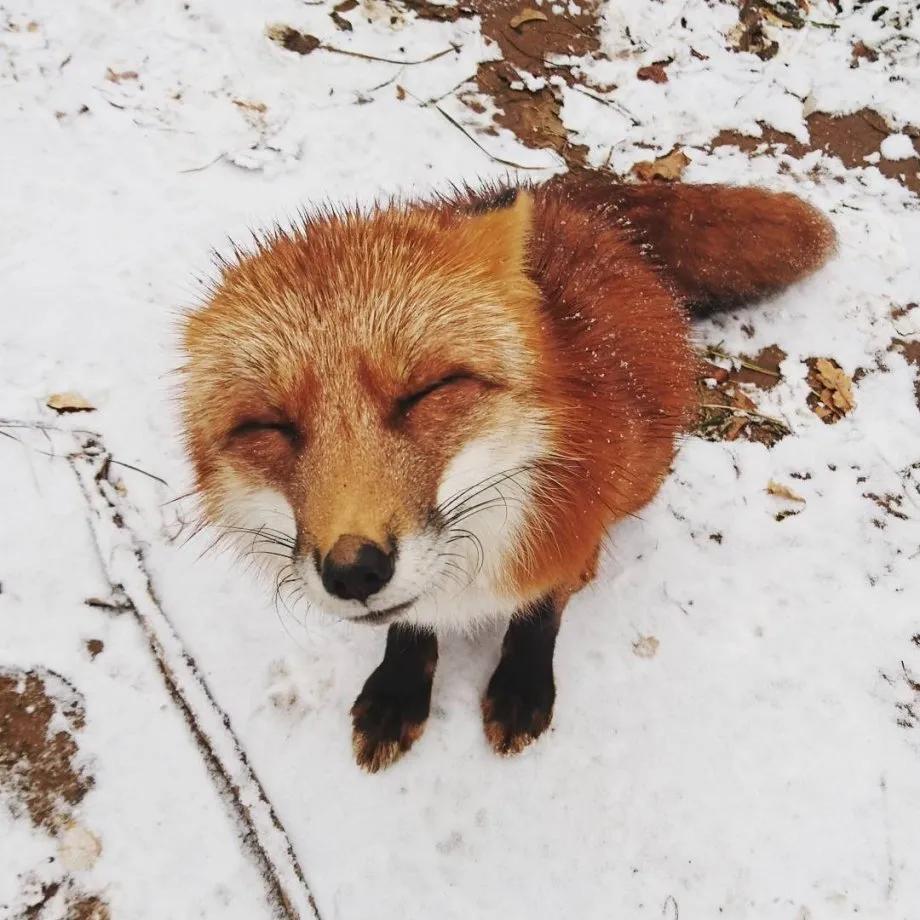 俄罗斯小哥救了兔狲,俄罗斯小哥救了只兔狲