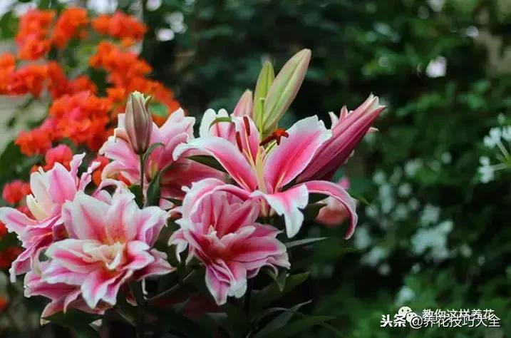 香味最好闻的十种花,一年四季都能闻到香味的四种花