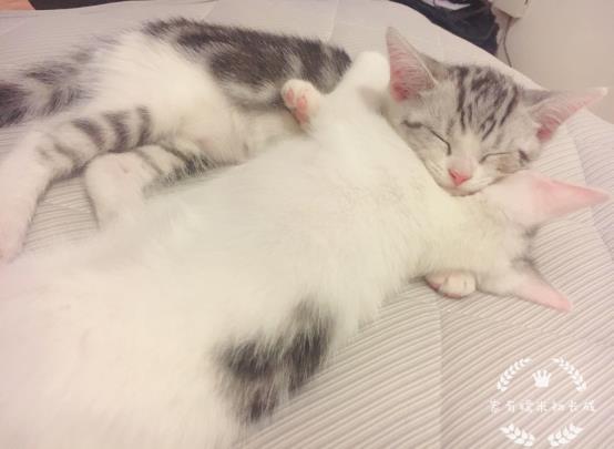 猫咪体外驱虫一般驱什么虫,猫咪体外驱虫什么药驱得全面