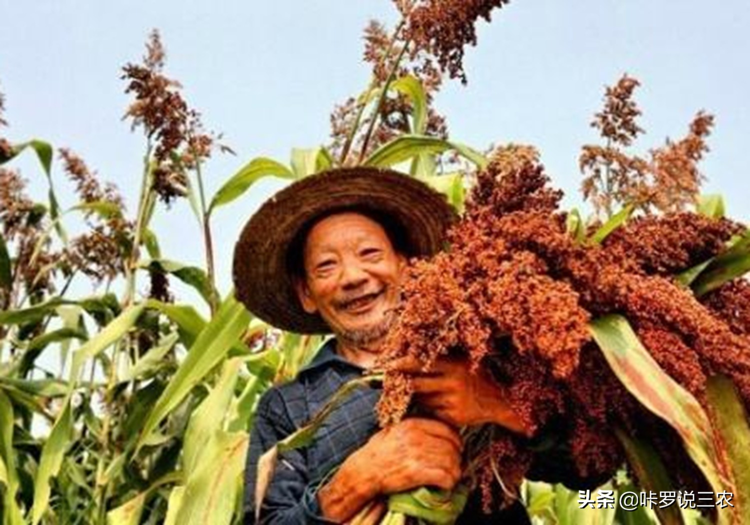 播种高粱教程,高粱种植技术和播种方法