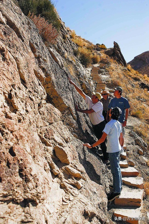 加拿大翼龙图片,加拿大发现恐龙化石