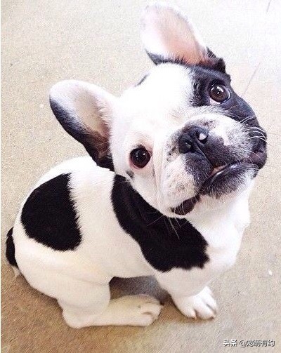 法国斗牛犬夏天该睡什么狗窝,法国斗牛犬夏天防中暑宝典