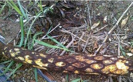 开山捡回一根“蛇纹木”，埋到老家菜地中，一查才知是珍贵龙骨风