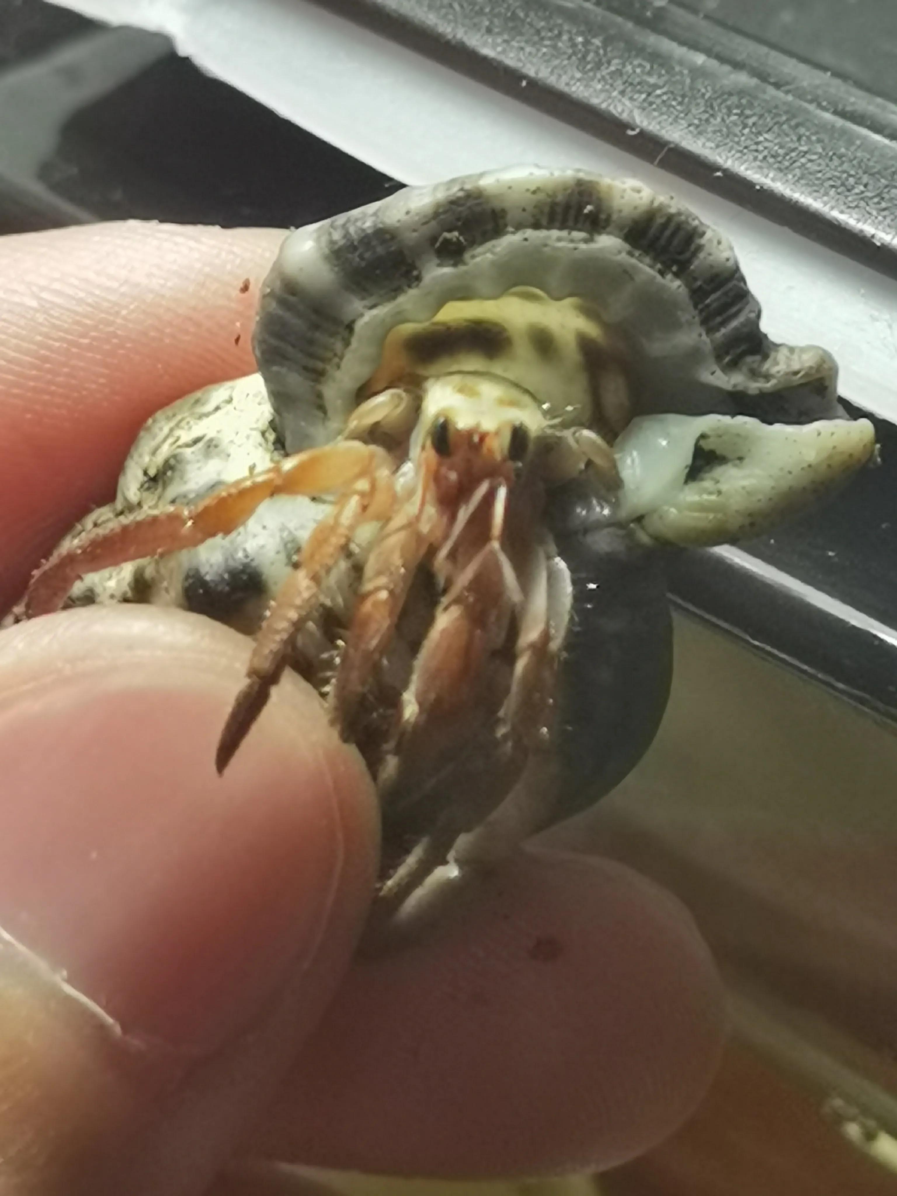 陆生寄居蟹饲养要注意什么,陆生寄居蟹怎么养