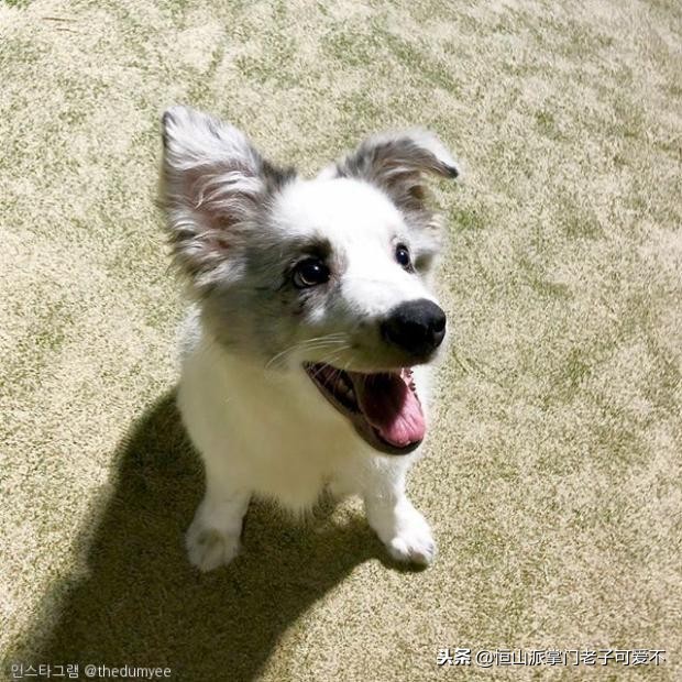 跟着主人一起搬家的小狗,跟着主人搬家的狗