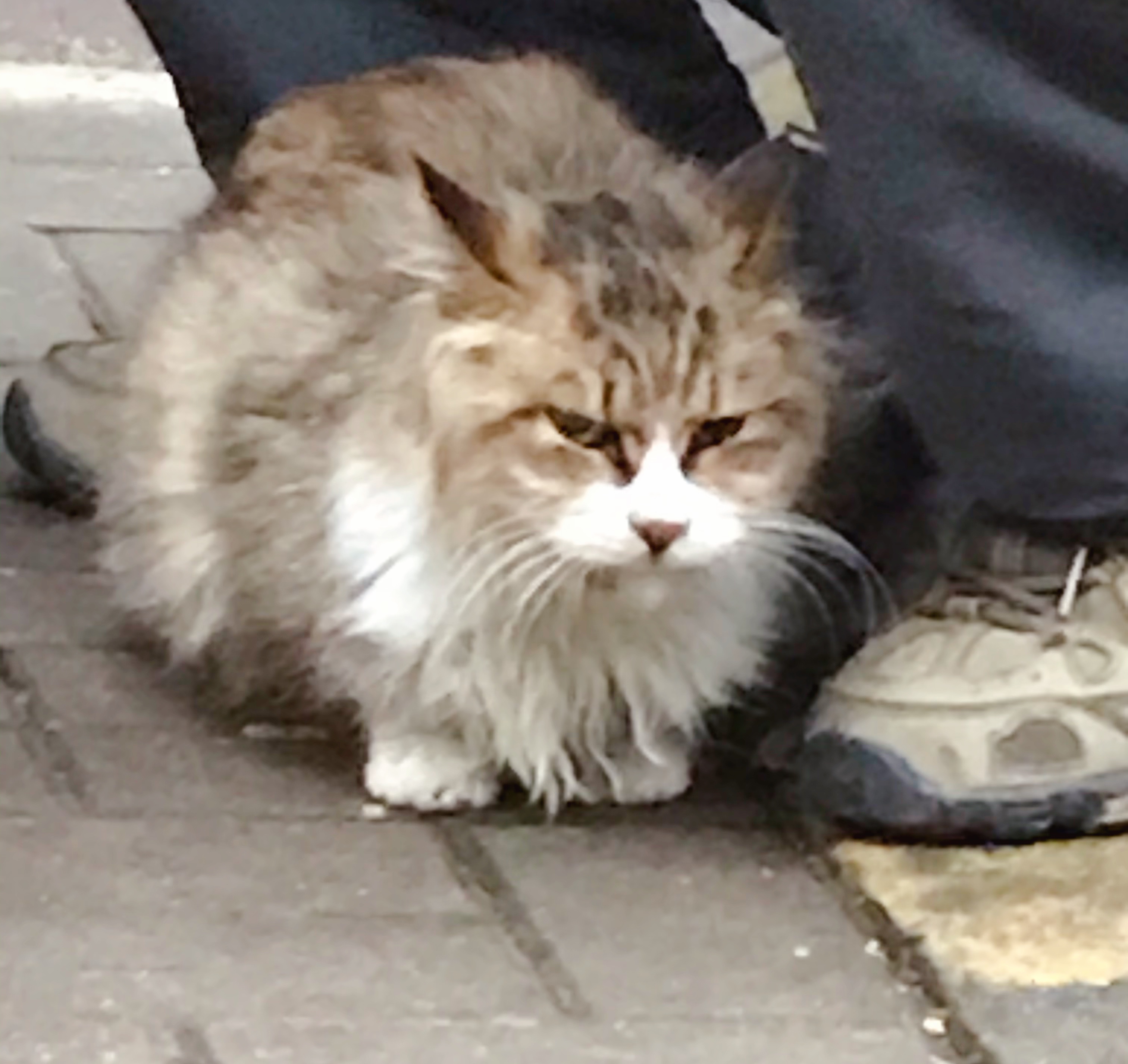 家猫和流浪猫相爱的故事,流浪猫和家猫的故事