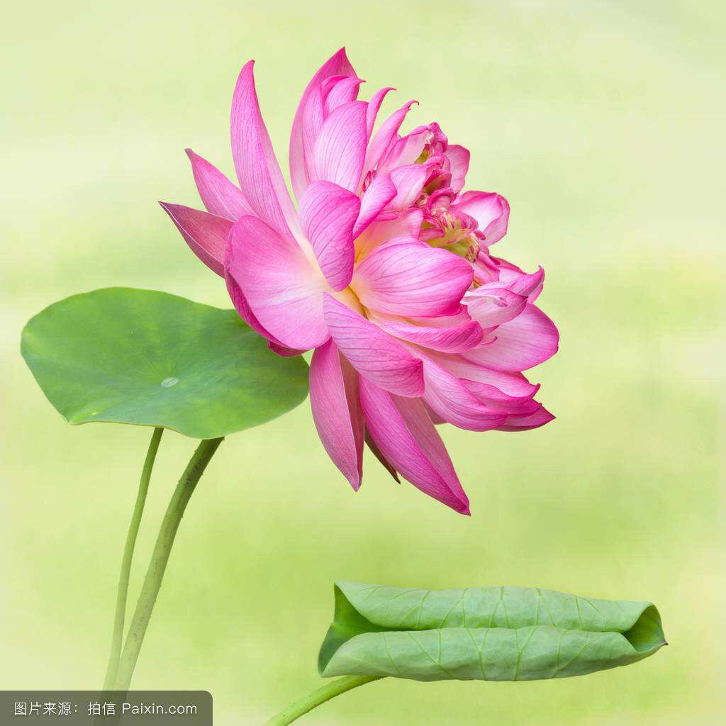 中药材莲子图片大全,中药材莲子和普通莲子区别