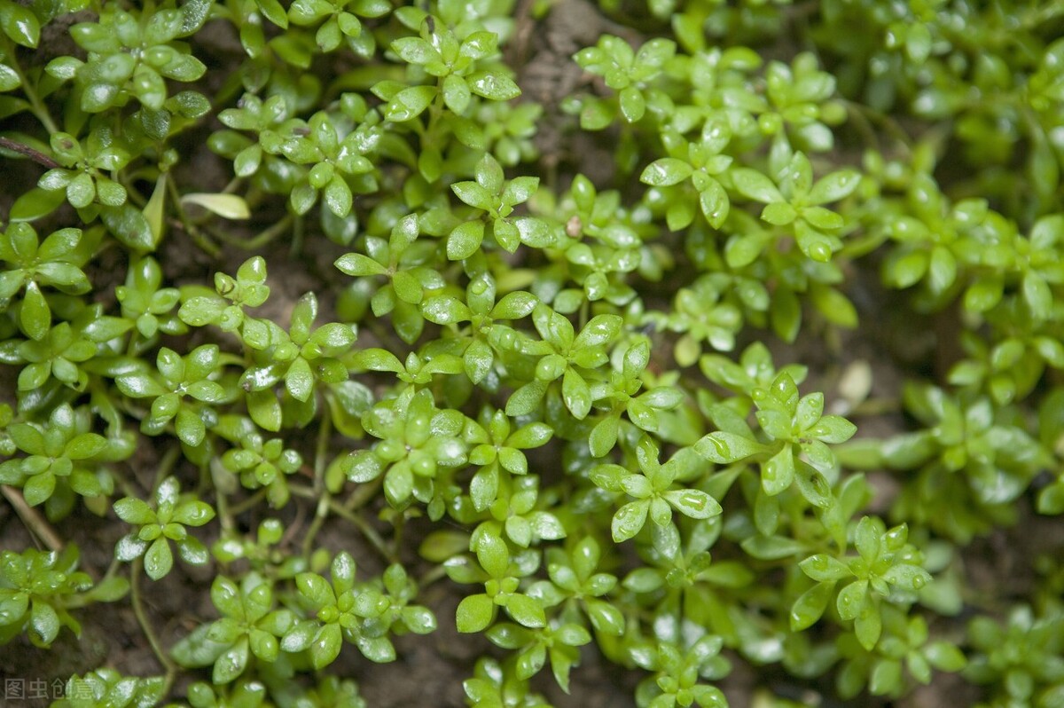 一味中药——垂盆草，既可治疱疹，又可治肝炎，建议收藏